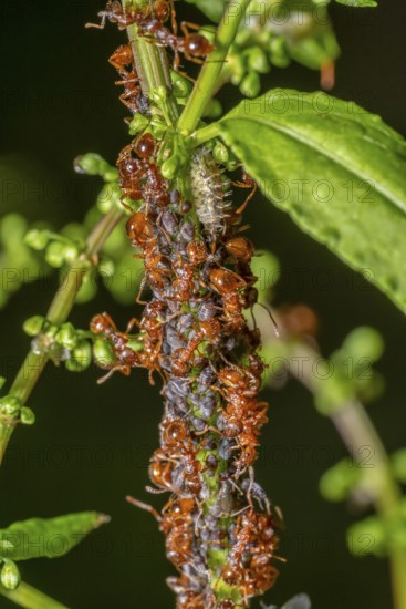 Macro shot sowing some ants protecting and collecting honey dew from aphids on a plant stalk