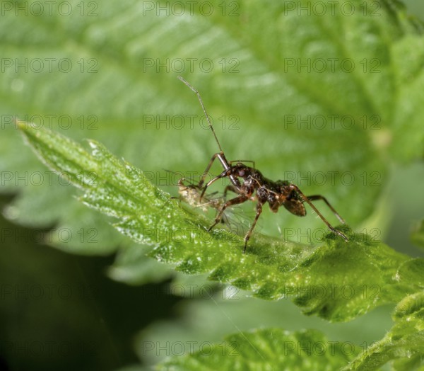 Low angle macro shot showing a ant damsel bug with prey