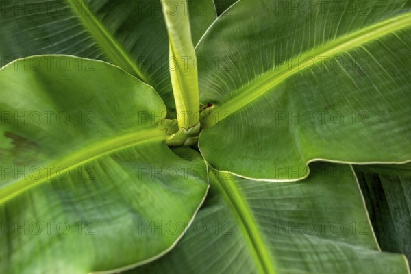 Full frame closeup shot of a banana plant