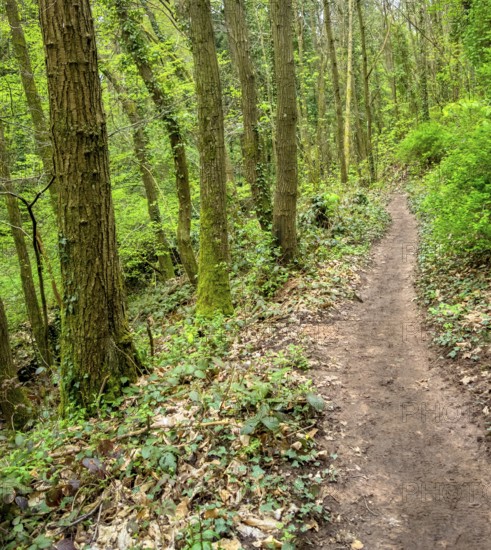 Footpath in a forest around Sankt Martin, a municipality in the Southern Wine Route area in Rhineland-Palatinate in Germany
