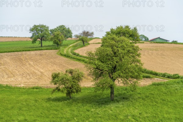 Idyllic rural scenery showing some fruit trees and fields in Southern Germany at early summer time