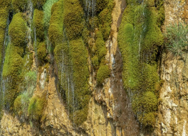 Natural fount at a chalk cliff near Saint Leonard, a commune in the Seine-Maritime department in the Normandy region in northern France