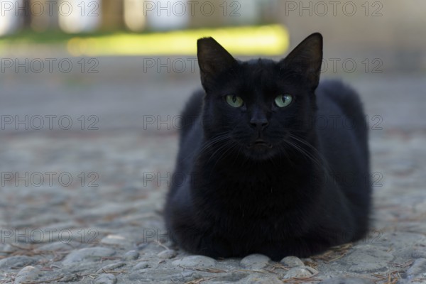 Black cat with piercing green eyes sitting on a cobblestone pathway outdoors in ronda, malaga, spain