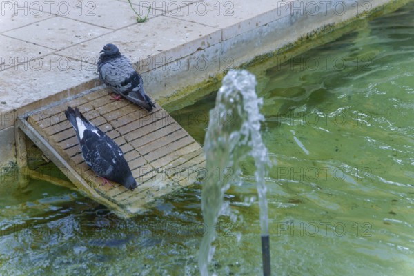 Two pigeons are drinking and resting on a wooden ramp near a fountain with green urban water in ronda, malaga, spain