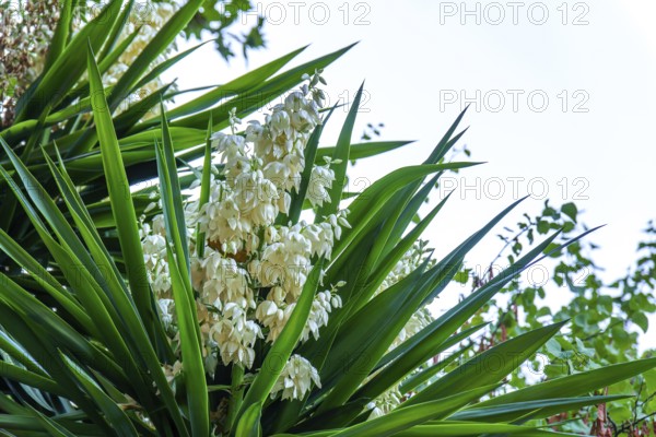 Yucca plant shows white bell-shaped flowers blooming in natural garden environment in ronda, malaga, spain