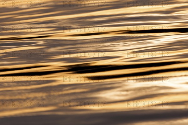 Peaceful golden ripples reflect on the water surface, capturing the essence of sunset in Muskoka, Ontario, Canada, North America