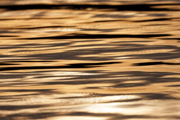 Golden tones of the sunset reflect on the calm water, creating a serene atmosphere in Muskoka, Ontario, Canada, North America