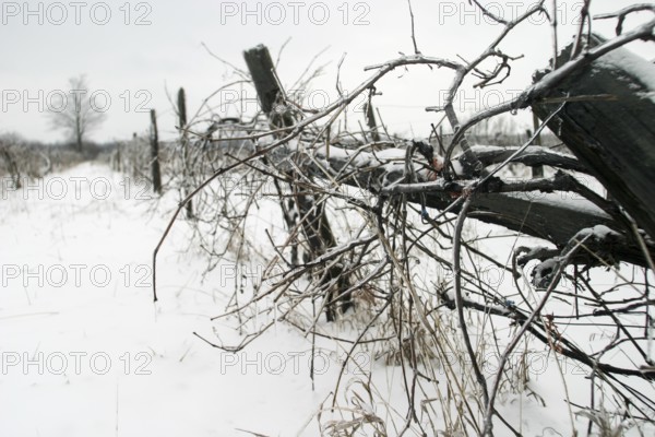 Snow-covered vineyard with bare vines under a grey sky, evoking desolation in London, Ontario, Canada, North America