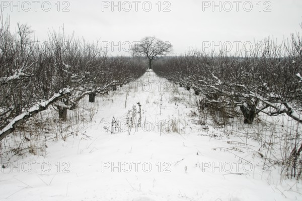 Snow-covered orchard with a solitary tree in the distance, creating a stark and quiet winter atmosphere in London, Ontario, Canada, North America