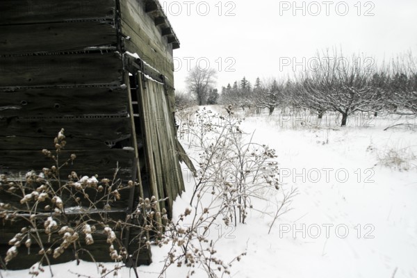 Dilapidated cabin stands against a snowy backdrop, bordered by bare trees in London, Ontario, Canada, North America