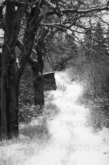 A narrow snowy path through barren trees in a black and white setting in London, Ontario, Canada, North America