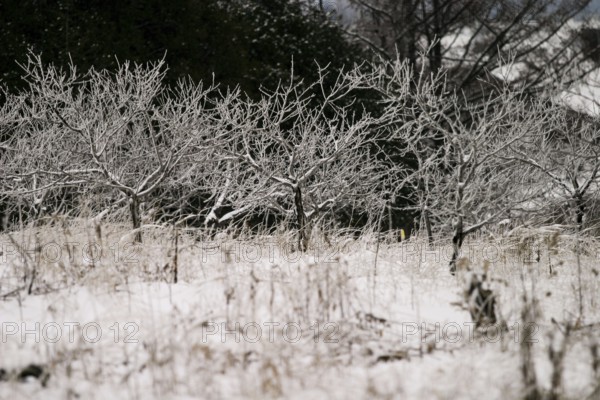 Frost-covered branches line a snow-covered field, evoking a still winter day in London, Ontario, Canada, North America