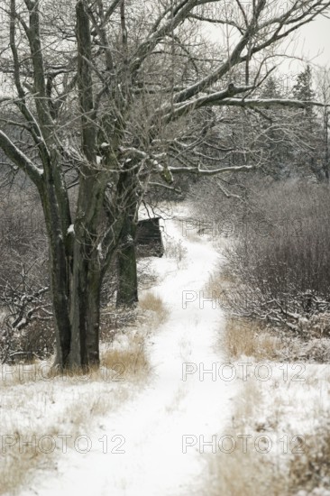 A tranquil snowy path with bare trees under a grey sky in London, Ontario, Canada, North America