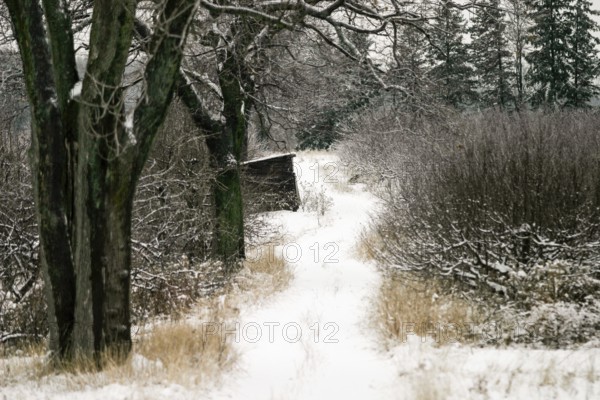 Snowy path winding through trees in a calm and muted winter landscape in London, Ontario, Canada, North America