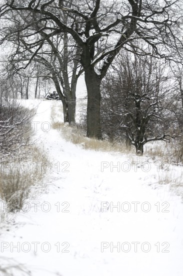 A snow-covered path lined with bare trees on a cold winter day in London, Ontario, Canada, North America