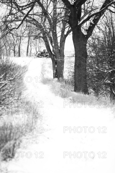 Monochrome snowy path through trees, evoking solitude and cold in London, Ontario, Canada, North America