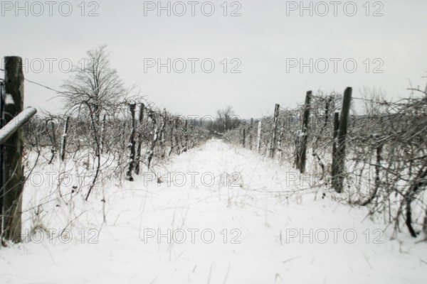 Long snowy vineyard path with bare vines, a tree in the distance in London, Ontario, Canada, North America