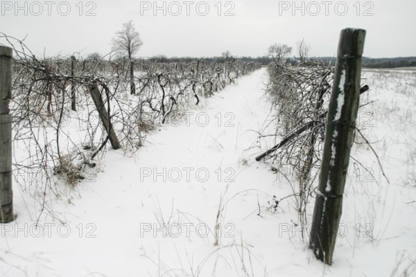 Desolate vineyard in winter, snow covering the ground and bare vines in London, Ontario, Canada, North America