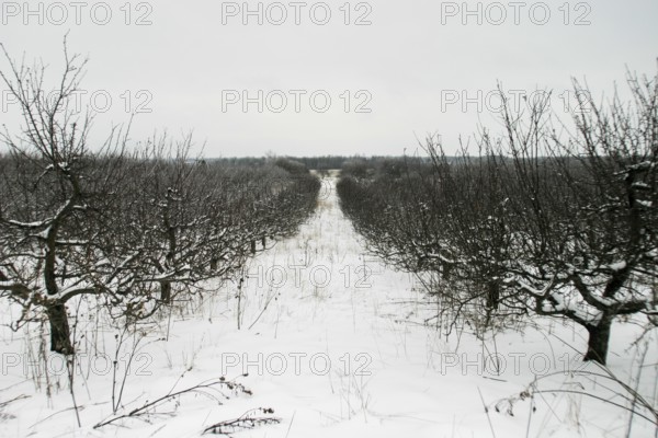 Symmetrical snowy orchard with bare trees under an overcast sky in London, Ontario, Canada, North America