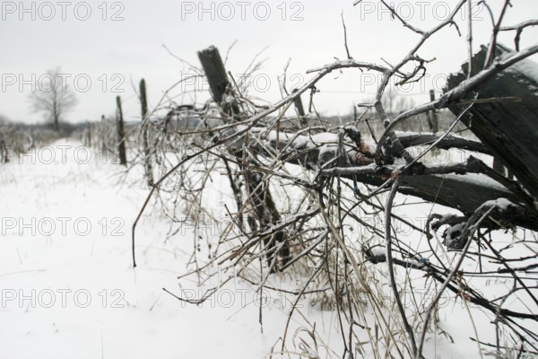Snow-covered vineyard with bare vines under a grey sky, evoking desolation in London, Ontario, Canada, North America