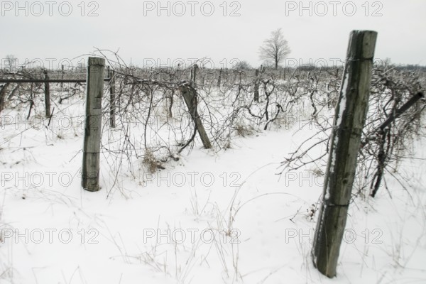 Snow-covered vineyard with wooden posts and bare vines in London, Ontario, Canada, North America