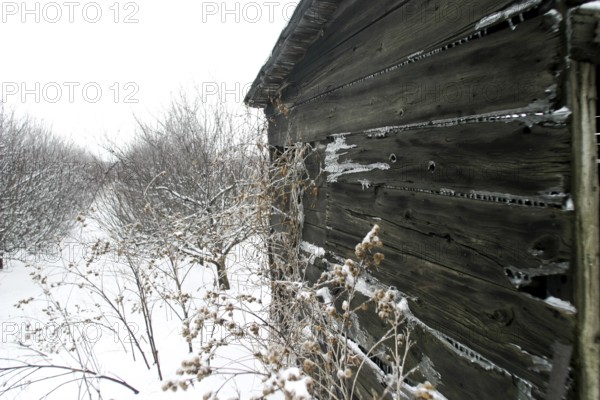 Close view of weathered wooden cabin amid a snowy landscape, atmospheric cold in London, Ontario, Canada, North America