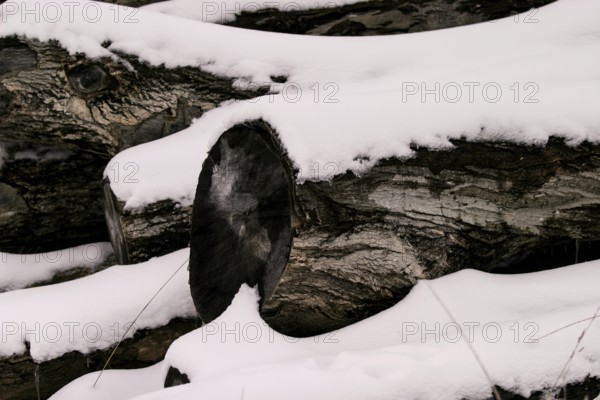 Close-up of snow-covered logs showing the texture of wood in London, Ontario, Canada, North America