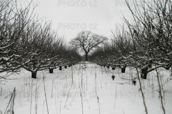 Snow-laden orchard extends toward a lone tree with symmetrical rows in London, Ontario, Canada, North America