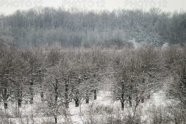 A serene winter forest with snow-covered trees under an overcast sky in London, Ontario, Canada, North America