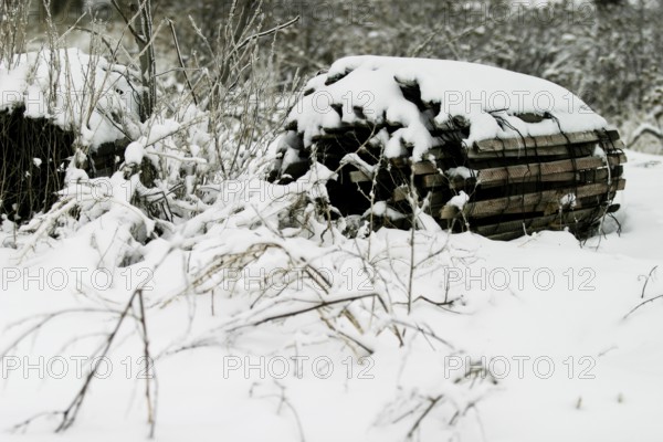 Snow-covered woodpile surrounded by sparse, frosty plants in London, Ontario, Canada, North America