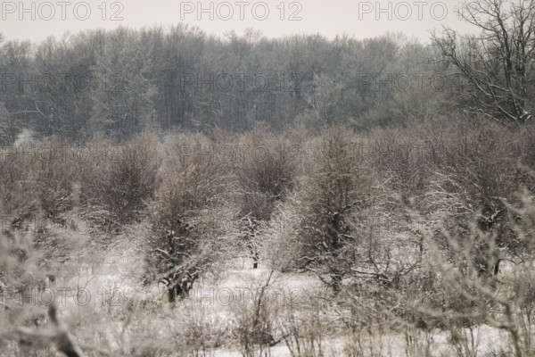 Trees covered with light snow in a misty, serene forest in London, Ontario, Canada, North America