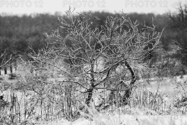 A frosty, bare tree stands isolated in a snow-covered field in London, Ontario, Canada, North America