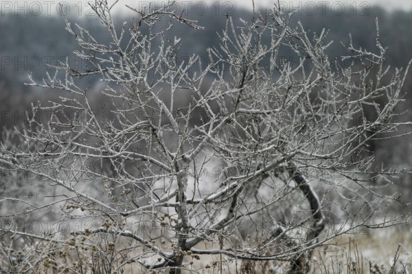 Intricate frost covers the branches of a tree in a winter landscape in London, Ontario, Canada, North America