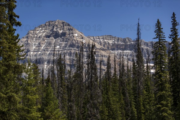 Rocky mountain top rising over pine forest and clear skies inside Yoho National Park, in British Columbia, Canada, North America