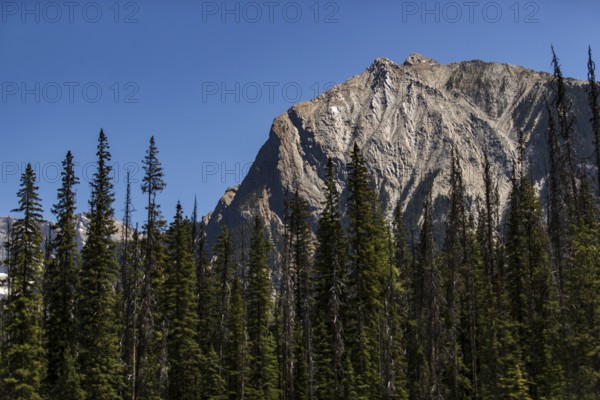 Tall mountain peak surrounded by a thick forest under a blue sky inside Yoho National Park, in British Columbia, Canada, North America