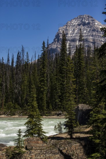 Mountain landscape with a river cutting through dense forest inside Yoho National Park, in British Columbia, Canada, North America