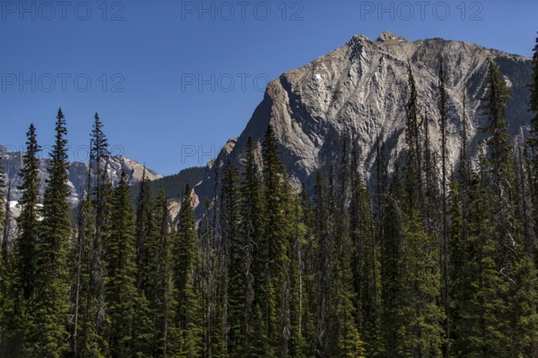 Rocky mountains with towering trees under a clear blue sky inside Yoho National Park, in British Columbia, Canada, North America