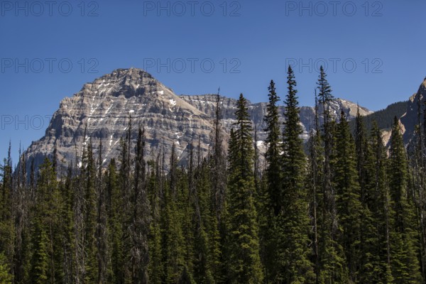 Prominent mountain towering over a mix of dense trees and clear sky inside Yoho National Park, in British Columbia, Canada, North America