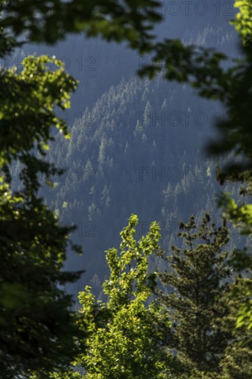 Sunlit green forest with distant mountain view framed by tree branches in Revelstoke, British Columbia, Canada, North America