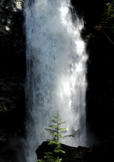 Tall waterfall with tree at its base in a forest inside Cascade Falls Regional Park, Deroche, British Columbia, Canada, North America