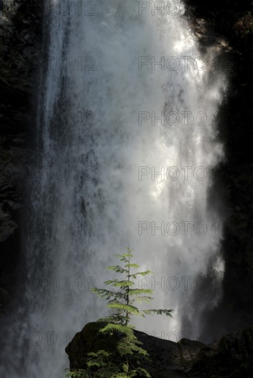 Majestic waterfall cascading beside a small tree inside Cascade Falls Regional Park, Deroche, British Columbia, Canada, North America