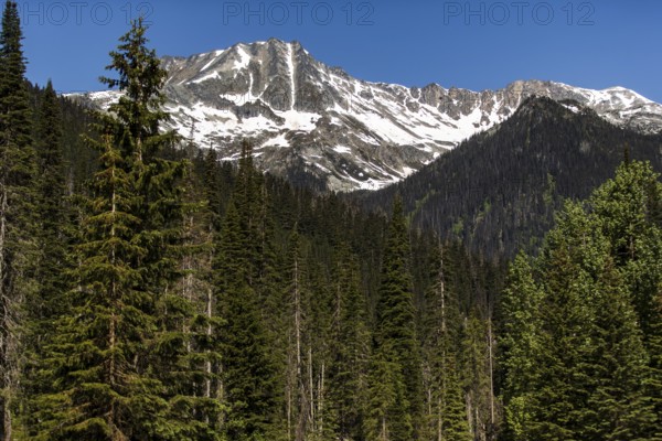 Forest overlaid with towering snowy mountains under a calm sky as viewed along the Trans Canada Highway in British Columbia, Canada, North America