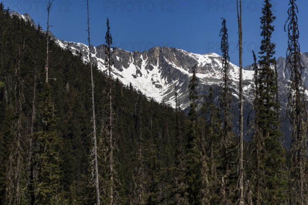 Snow-capped mountains against a clear blue sky framed by forest trees near Revelstoke, British Columbia, Canada, North America