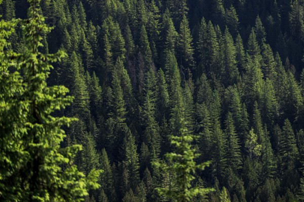 Thick evergreen forest with a sea of green treetops filling the scene in Revelstoke, British Columbia, Canada, North America