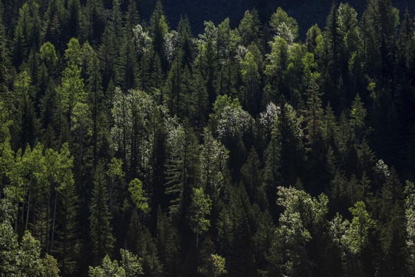 Deep green forest with varied tree heights and patches of sunlight in Revelstoke, British Columbia, Canada, North America