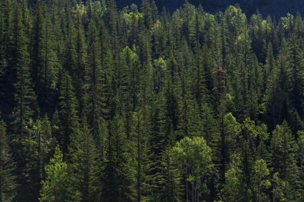 Lush green forest densely packed with sunlight filtering through in Revelstoke, British Columbia, Canada, North America