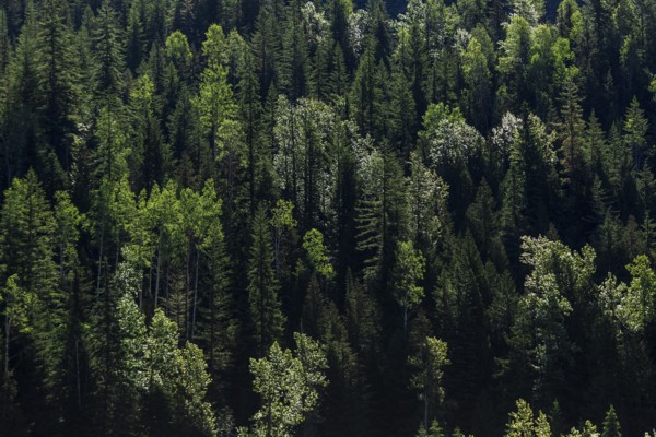Dense green forest with sunlight illuminating lush treetops in Revelstoke, British Columbia, Canada, North America