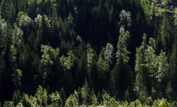 Dense green forest with sunlight highlighting patches of trees in Revelstoke, British Columbia, Canada, North America