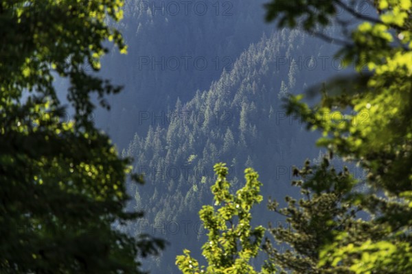 Sunlit green forest with distant mountain view framed by tree branches in Revelstoke, British Columbia, Canada, North America