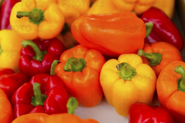 Farmers' market on Münsterplatz, Stall, Ulm, Baden-Württemberg, Germany, Europe, Colourful peppers in red, yellow and orange